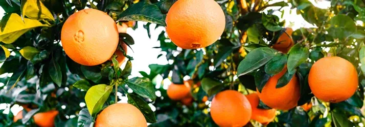 Skandy Accident Injury Centers – Pinellas Park in Pinellas Park FL